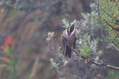 Oxypogon stuebelii