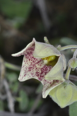 Philibertia gilliesii