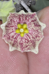 Philibertia gilliesii