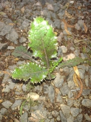 Angiospermae