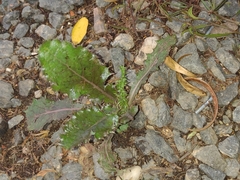 Angiospermae
