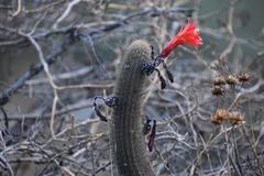 Loxanthocereus acanthurus