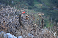 Loxanthocereus acanthurus