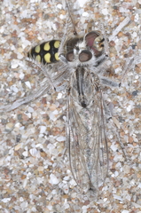 Austroscaeva occidentalis