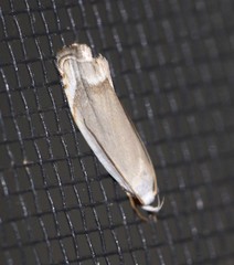 Plectophila