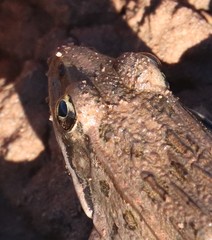 Lithobates blairi