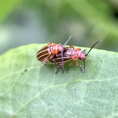 Disonycha conjugata