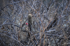 Loxanthocereus acanthurus