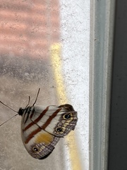 Cissia pseudoconfusa