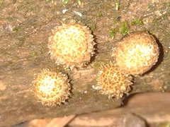 Agaricomycetes