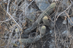 Loxanthocereus acanthurus