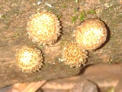 Agaricomycetes