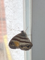 Cissia pseudoconfusa