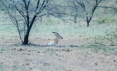 Nanger soemmerringii