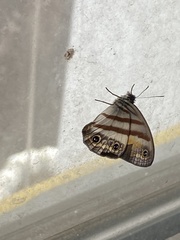 Cissia pseudoconfusa