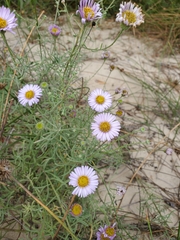 Erigeron blochmaniae