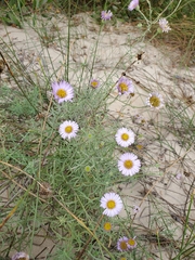 Erigeron blochmaniae