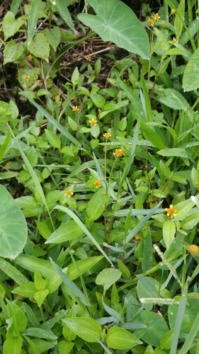 Acmella paniculata iNat (2)