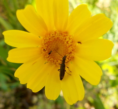 Oedemera barbara