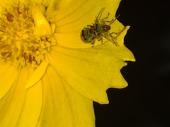 Diabrotica speciosa