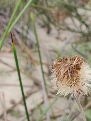 Erigeron blochmaniae