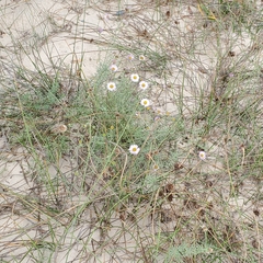 Erigeron blochmaniae