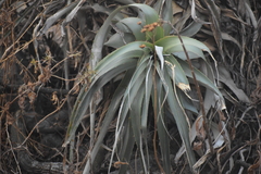 Puya roezlii