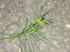 Angiospermae