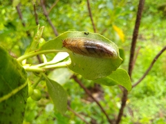 Athoracophorus