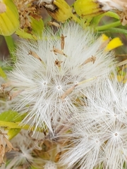 Senecio blochmaniae