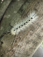 Lophocampa caryae