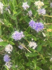 Ceanothus lemmonii