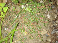 Angiospermae