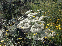 Eriogonum multiflorum