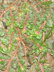 Angiospermae