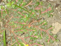 Angiospermae