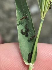 Sipha maydis