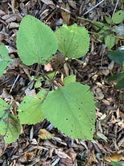 Clerodendrum bungei