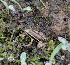 Epipedobates anthonyi