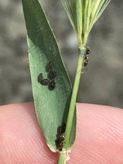 Sipha maydis