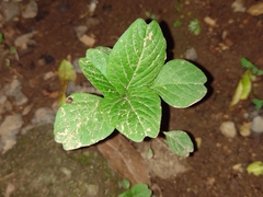 Angiospermae
