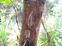 Athoracophorus