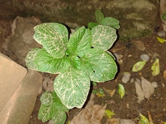 Angiospermae