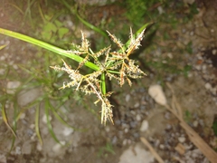 Angiospermae