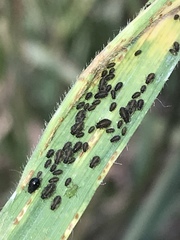 Sipha maydis