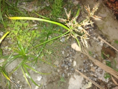 Angiospermae