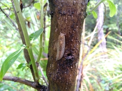 Athoracophorus