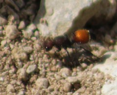 Dasymutilla texanella