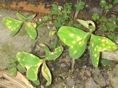 Oxalis
