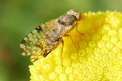 Tephritis tanaceti